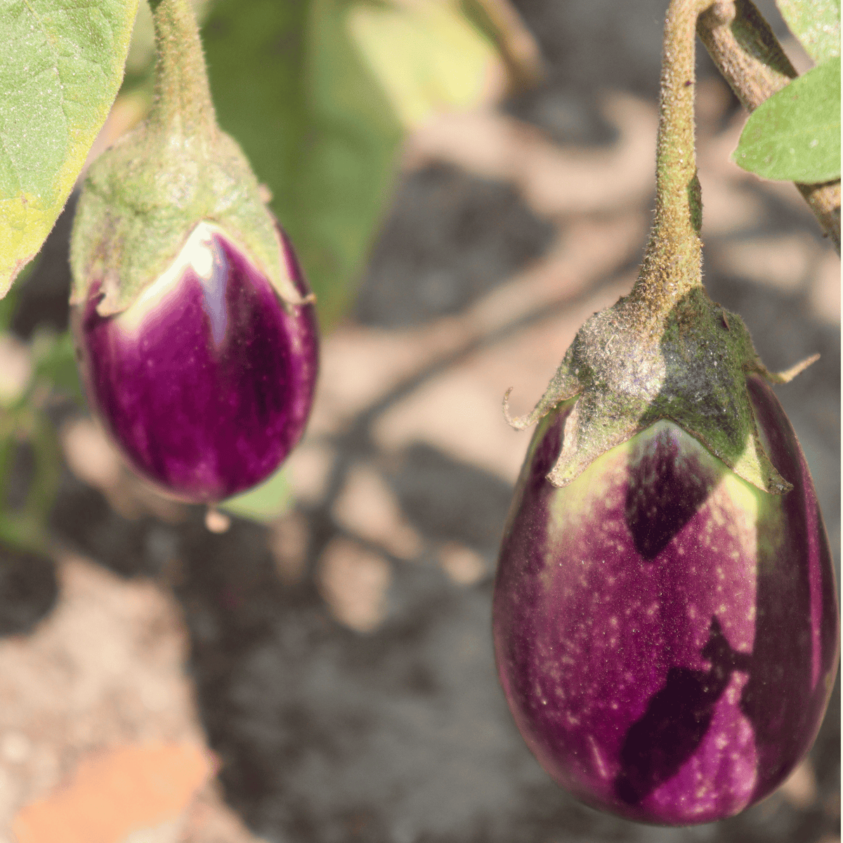 Native Brinjal / Eggplant Seeds – Traditional Varieties (100% Organic & Heirloom)