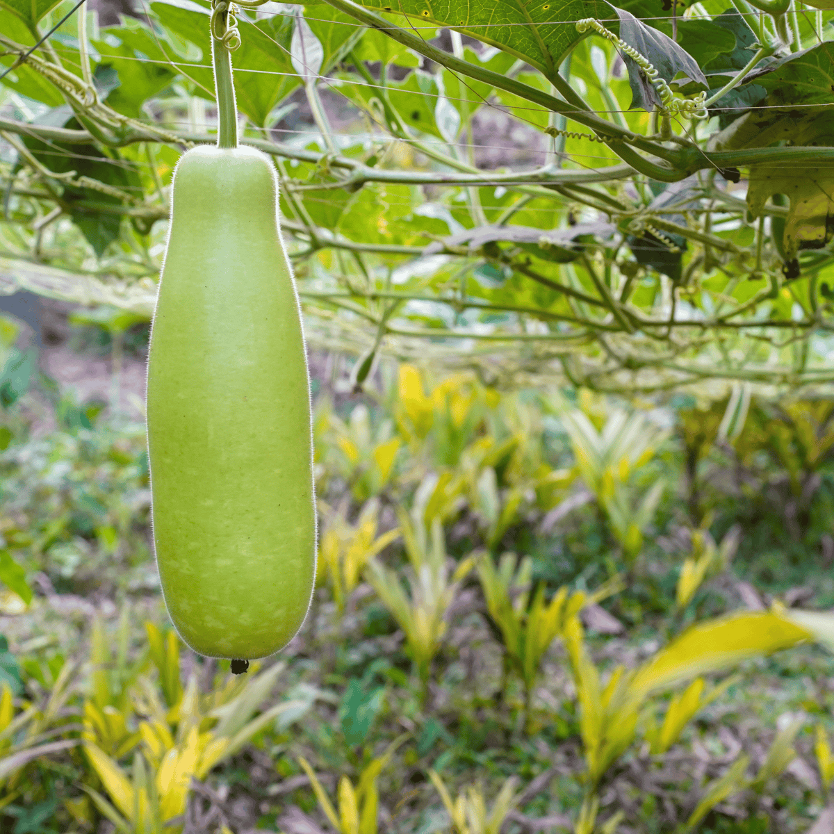 Desi Bottle Gourd (Lauki / Ghiya) Seeds – High-Yielding, Vigorous Climber (Choose Shape)