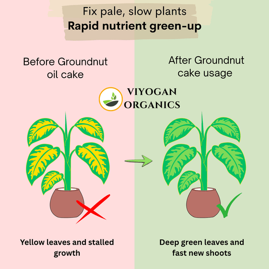 Premium Groundnut Cake Powder – High-Nitrogen Organic Growth Booster