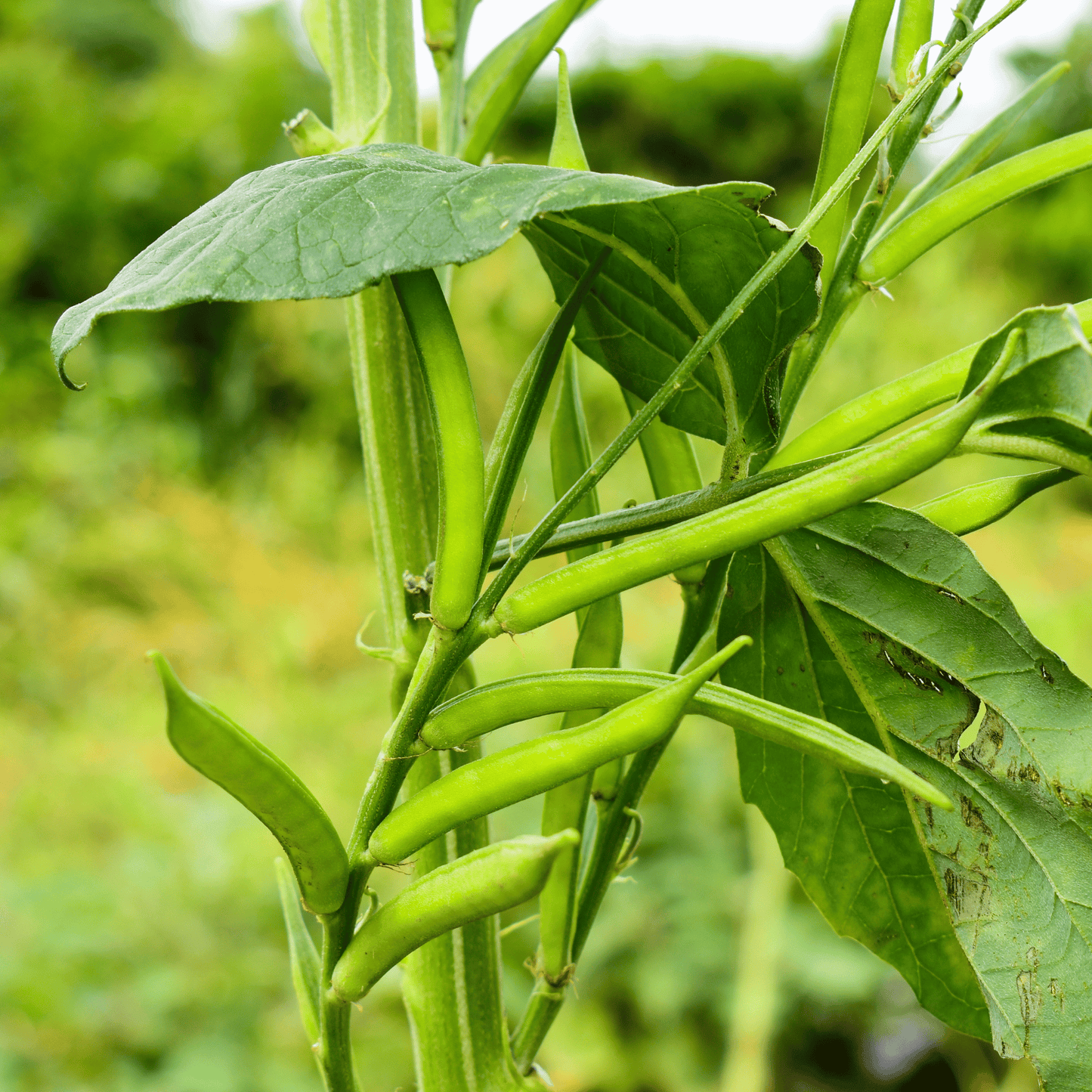 Desi Cluster Beans Seeds (Guar Phali) – High-Yielding, Bush Type & Heavy Bearing