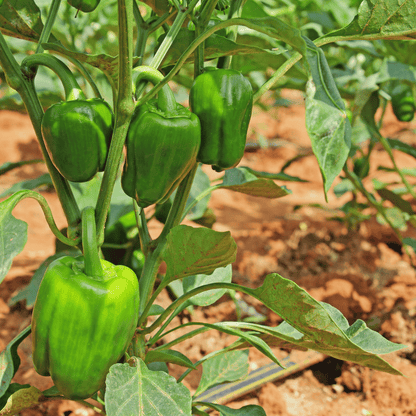 Organic Capsicum Seeds for Terrace Gardening & Grow Bags