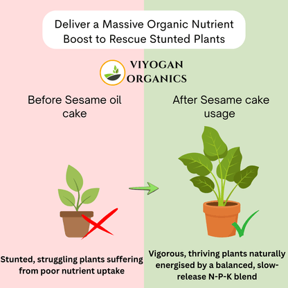 Premium Sesame Oil Cake Powder – High-Protein Organic Fertilizer for Blooming & Yield