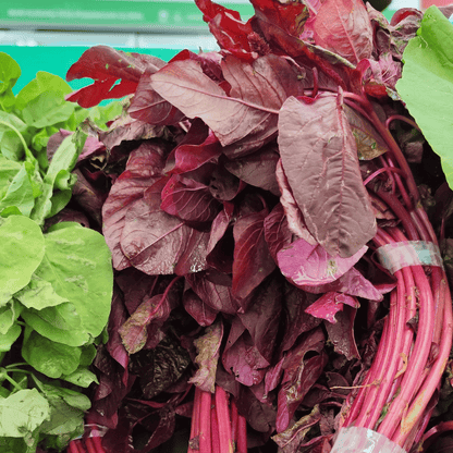 Native Sengeerai Seeds (Red Amaranth / Lal Saag) – Fast-Growing & Nutrient-Rich