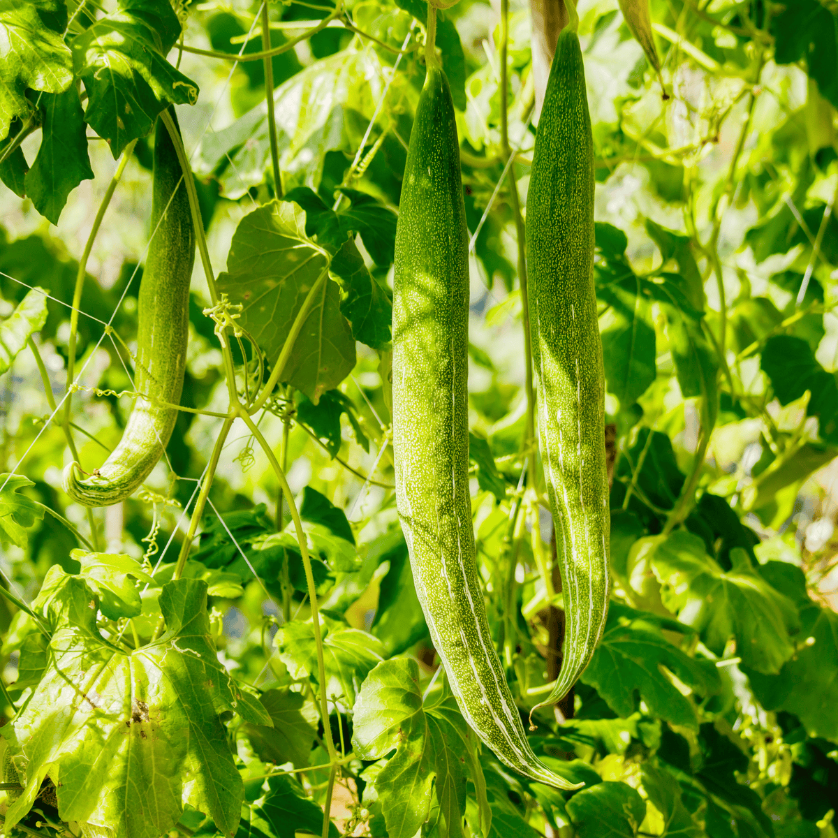 Desi Snake Gourd (Chichinda / Padwal) Seeds – High-Yielding, Vigorous Climber (Choose Variety)