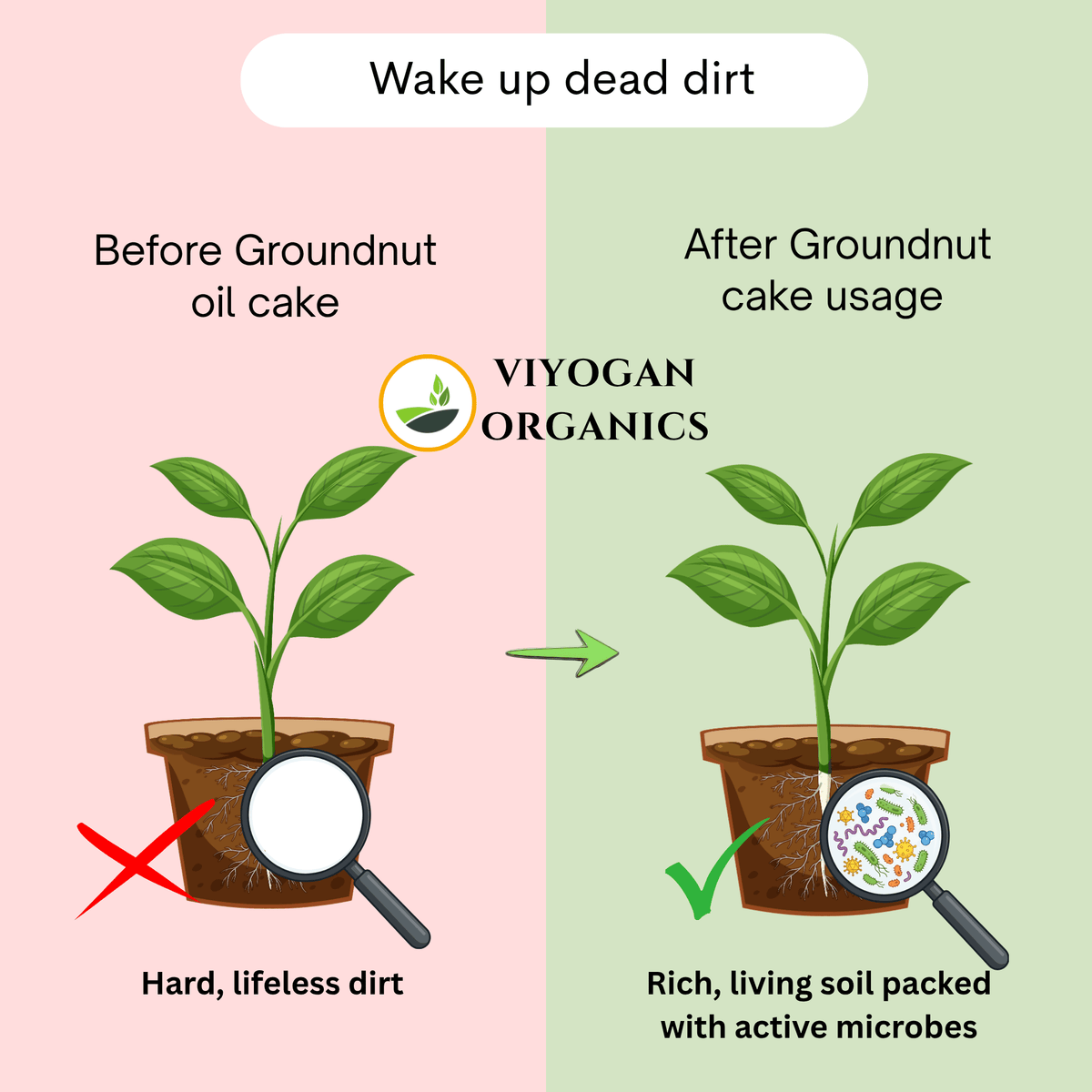 Premium Groundnut Cake Powder – High-Nitrogen Organic Growth Booster