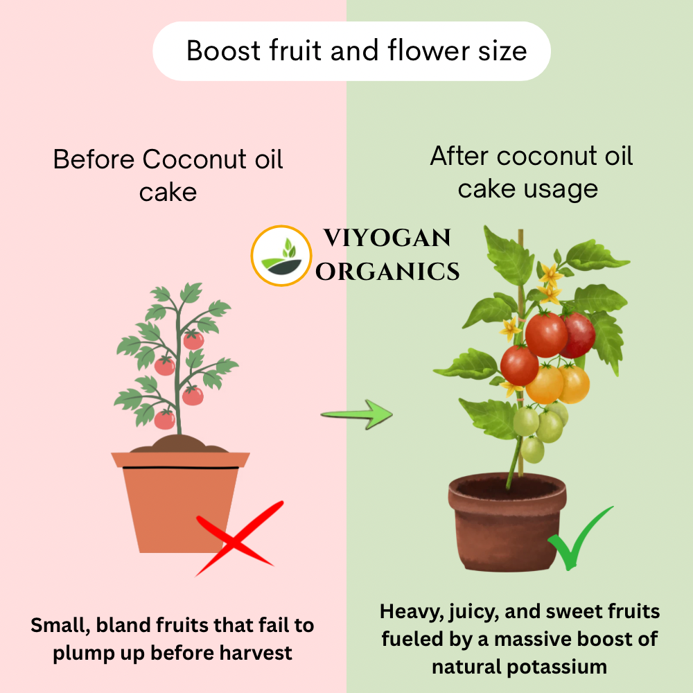 Premium Coconut Oil Cake Powder – Organic Nutrient Booster for Soil & Plants
