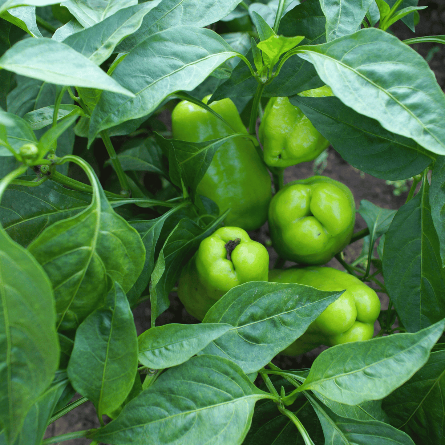 Organic Capsicum Seeds for Terrace Gardening & Grow Bags