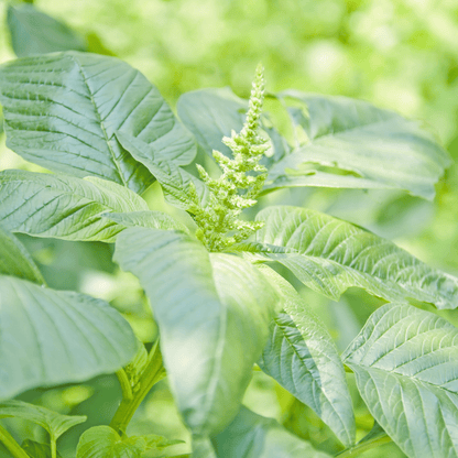 Native Sirukeerai Seeds (Tropical Amaranth / Chhoti Chaulai) – Tender & High-Yielding