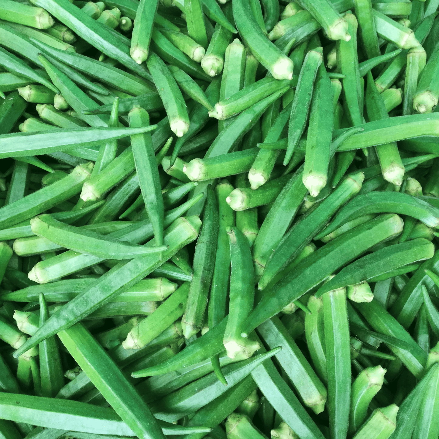 Native Bhindi / Okra /Ladies Finger Seeds – High-Yielding Desi Vegetable Seeds