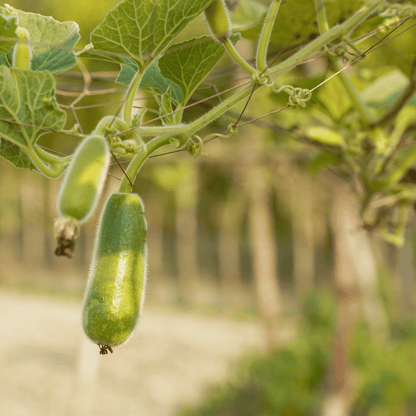 Desi Bottle Gourd (Lauki / Ghiya) Seeds – High-Yielding, Vigorous Climber (Choose Shape)