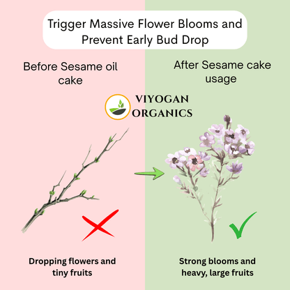 Premium Sesame Oil Cake Powder – High-Protein Organic Fertilizer for Blooming & Yield