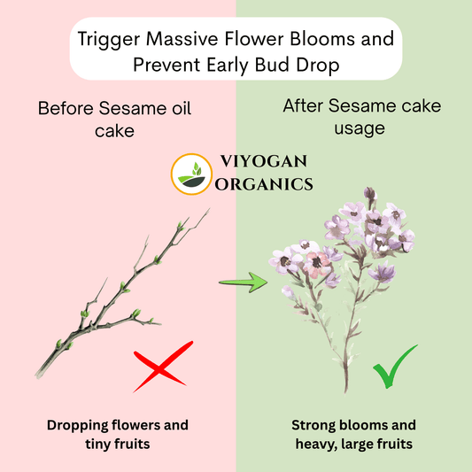 Premium Sesame Oil Cake Powder – High-Protein Organic Fertilizer for Blooming & Yield