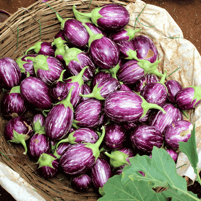 Native Brinjal / Eggplant Seeds – Traditional Varieties (100% Organic & Heirloom)