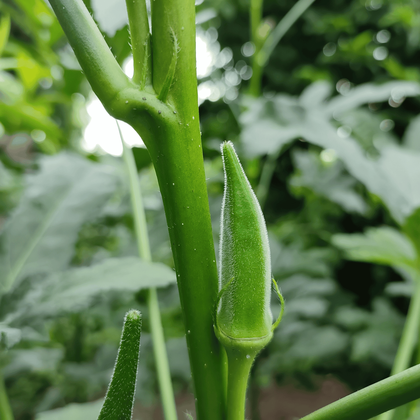 Native Bhindi / Okra /Ladies Finger Seeds – High-Yielding Desi Vegetable Seeds