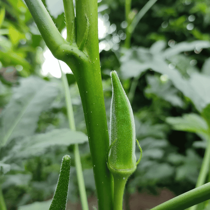 Native Bhindi / Okra /Ladies Finger Seeds – High-Yielding Desi Vegetable Seeds