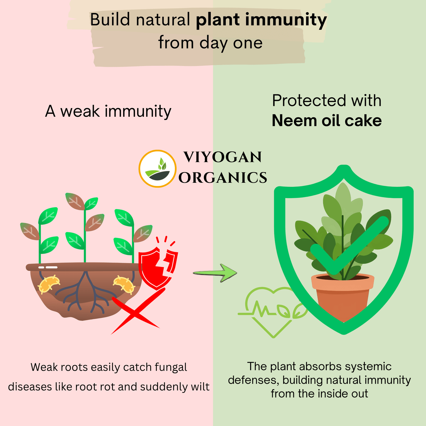 Premium Neem Cake Powder – Dual-Action Organic Fertilizer & Natural Pest Repellent