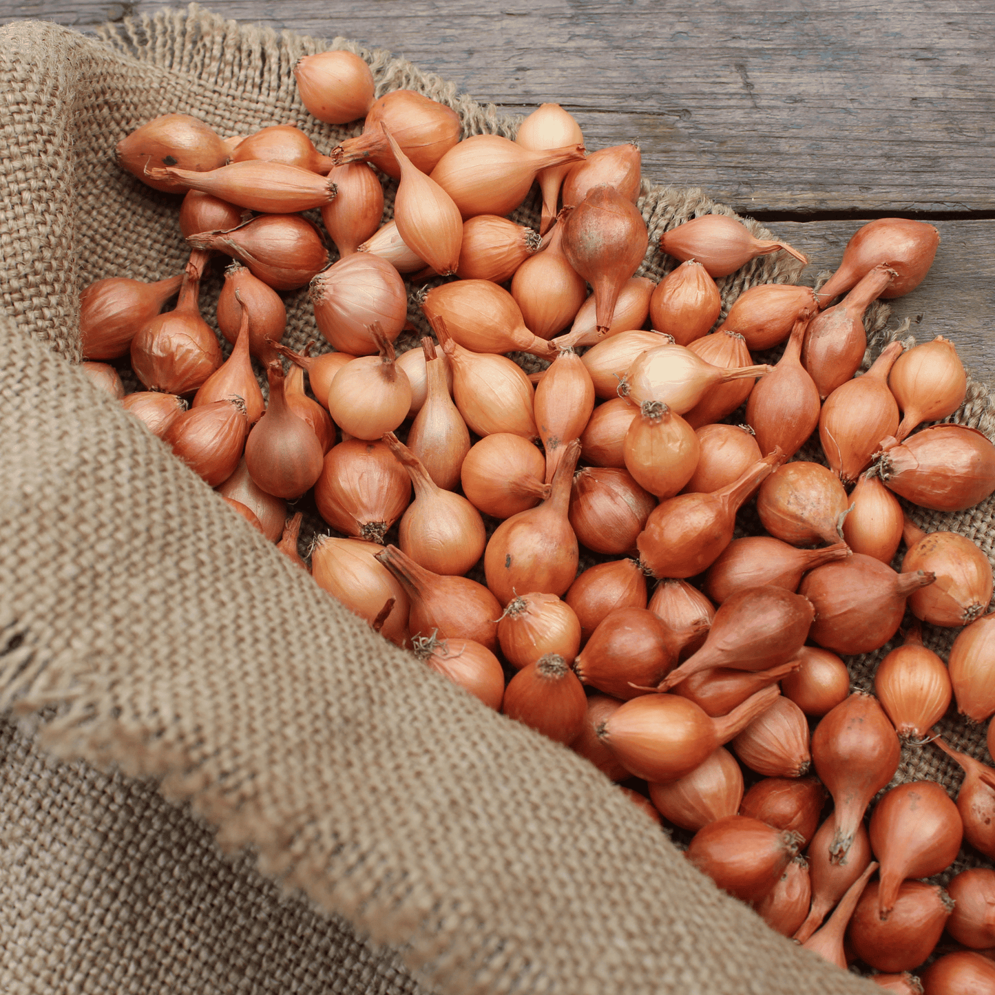 Indian Small Onion Seeds (Shallots / Sambar Pyaz) – High-Yielding Desi Bulbing Seeds