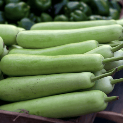 Desi Bottle Gourd (Lauki / Ghiya) Seeds – High-Yielding, Vigorous Climber (Choose Shape)