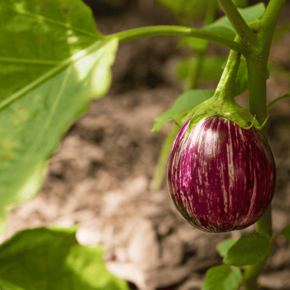 Native Brinjal / Eggplant Seeds – Traditional Varieties (100% Organic & Heirloom)