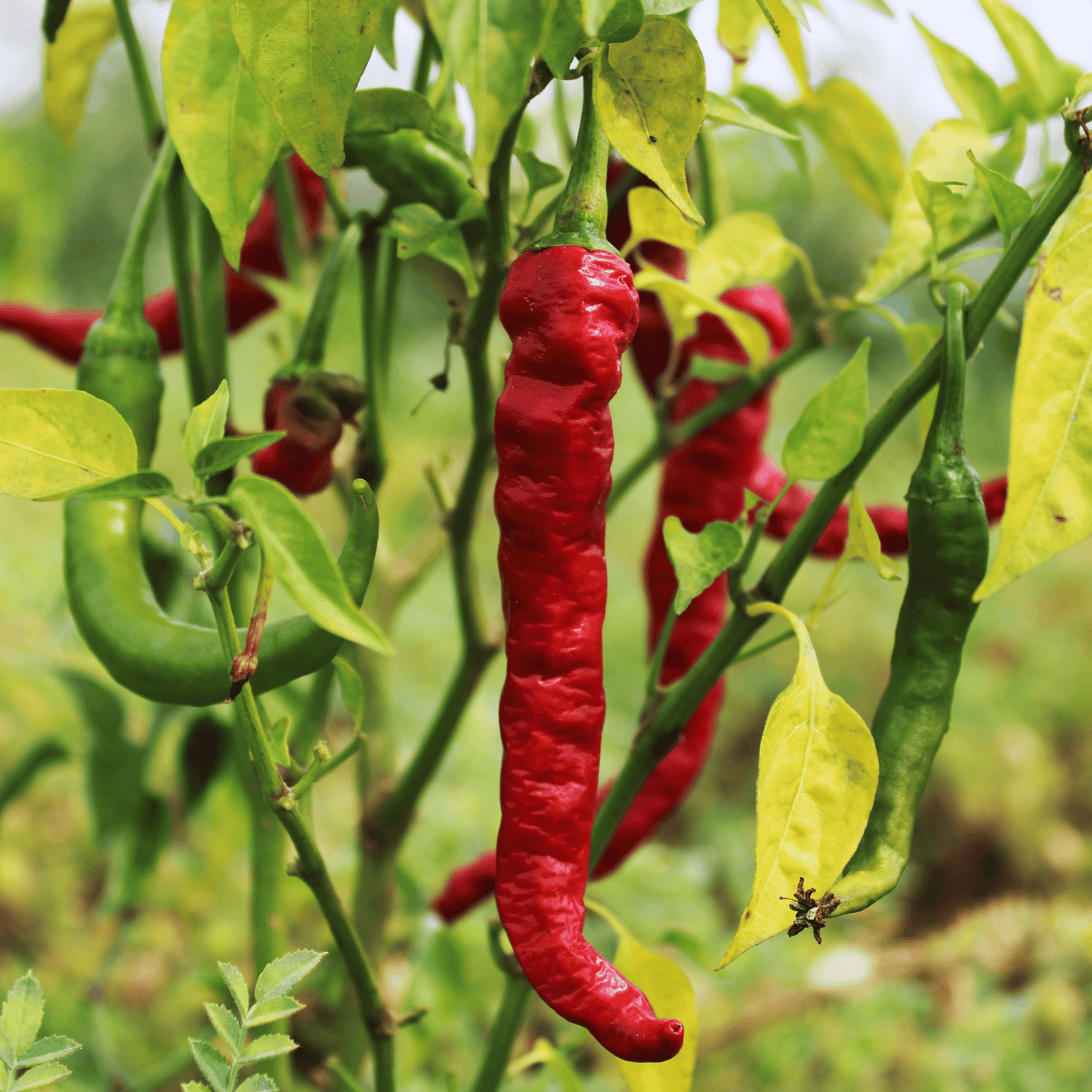 Native Long Green Chilli Seeds– 100% Organic, High Pungency & High Yield