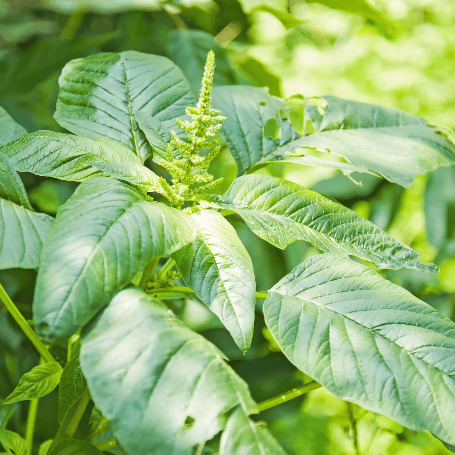 Native Sirukeerai Seeds (Tropical Amaranth / Chhoti Chaulai) – Tender & High-Yielding