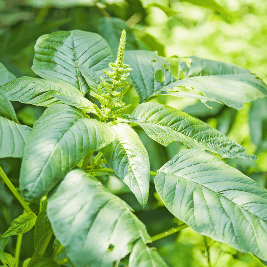 Native Sirukeerai Seeds (Tropical Amaranth / Chhoti Chaulai) – Tender & High-Yielding