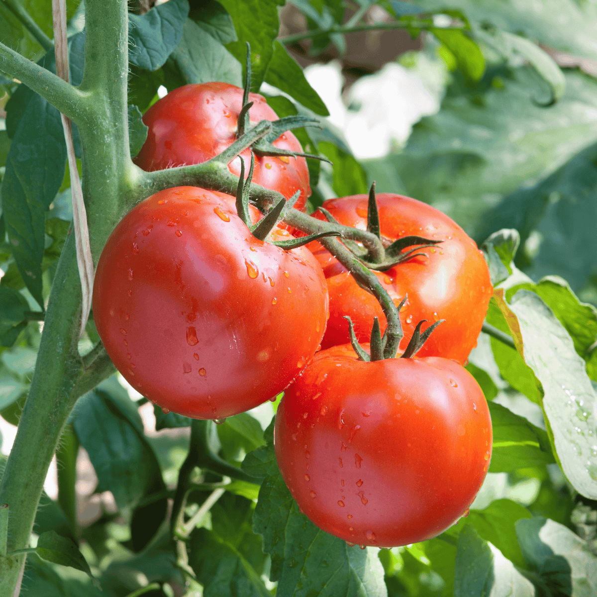 Native Country Tomato Seeds– 100% Organic, Heirloom & High-Germination Desi Seeds