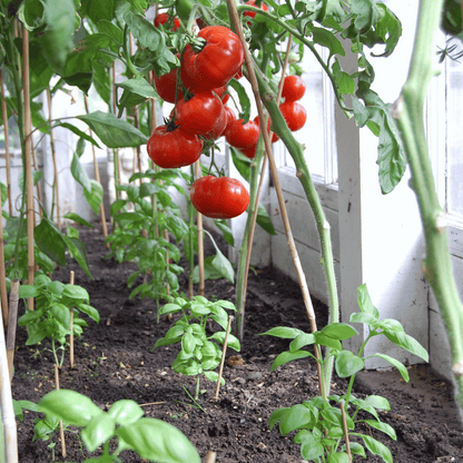 Native Country Tomato Seeds– 100% Organic, Heirloom & High-Germination Desi Seeds