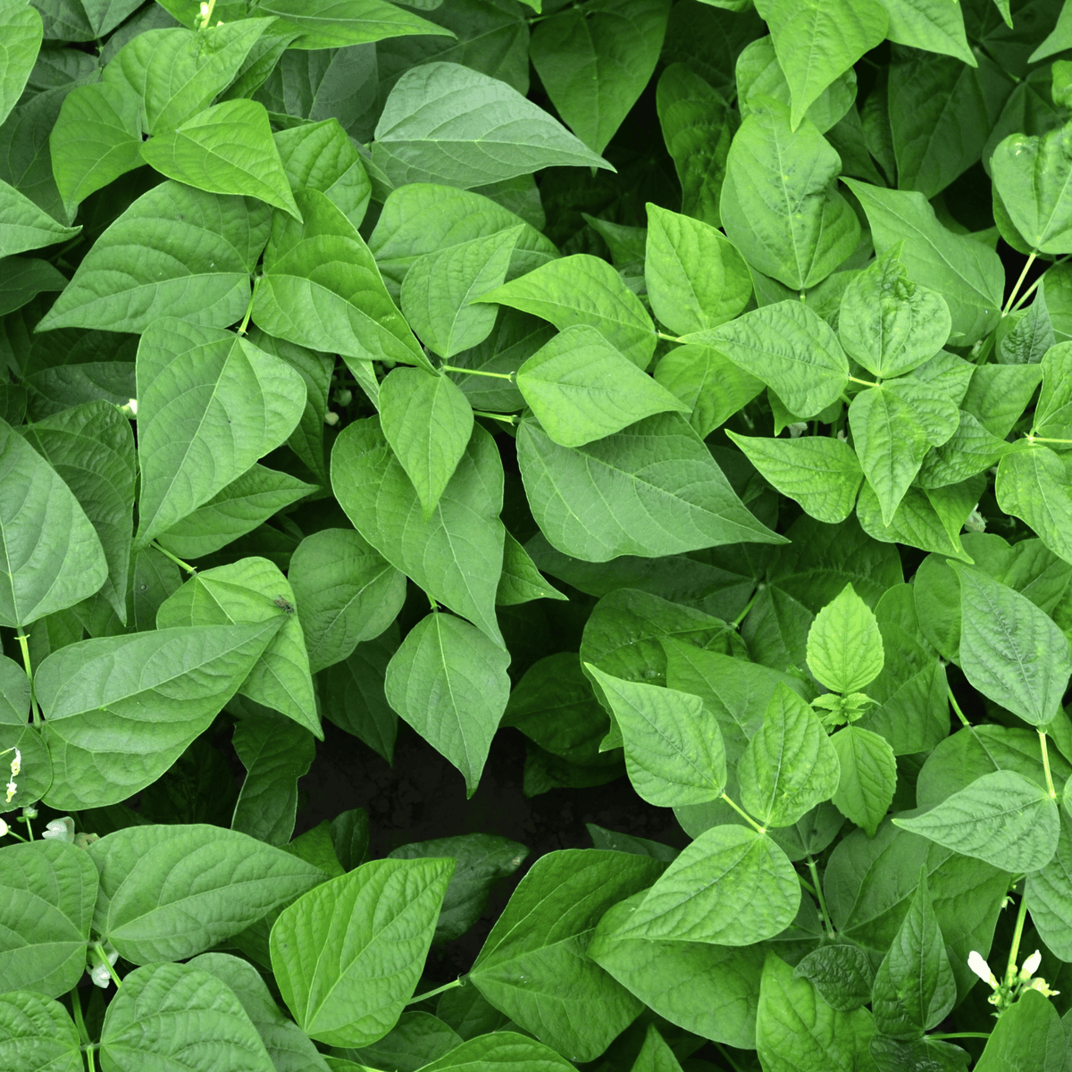 Native Sirukeerai Seeds (Tropical Amaranth / Chhoti Chaulai) – Tender & High-Yielding