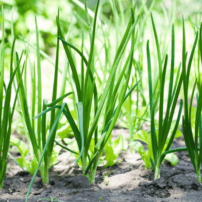 Indian Small Onion Seeds (Shallots / Sambar Pyaz) – High-Yielding Desi Bulbing Seeds