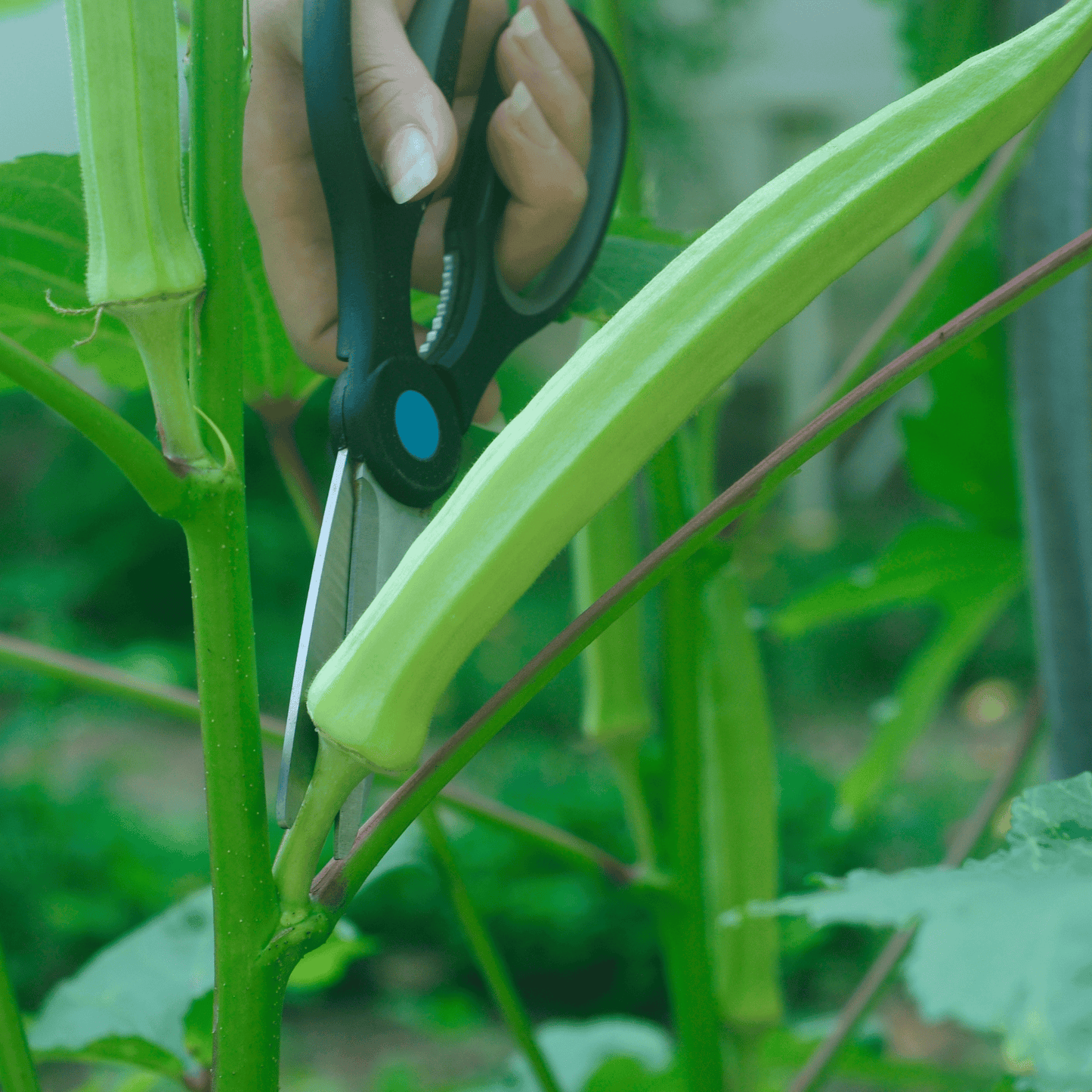 Native Bhindi / Okra /Ladies Finger Seeds – High-Yielding Desi Vegetable Seeds