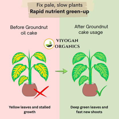 Premium Groundnut Cake Powder – High-Nitrogen Organic Growth Booster
