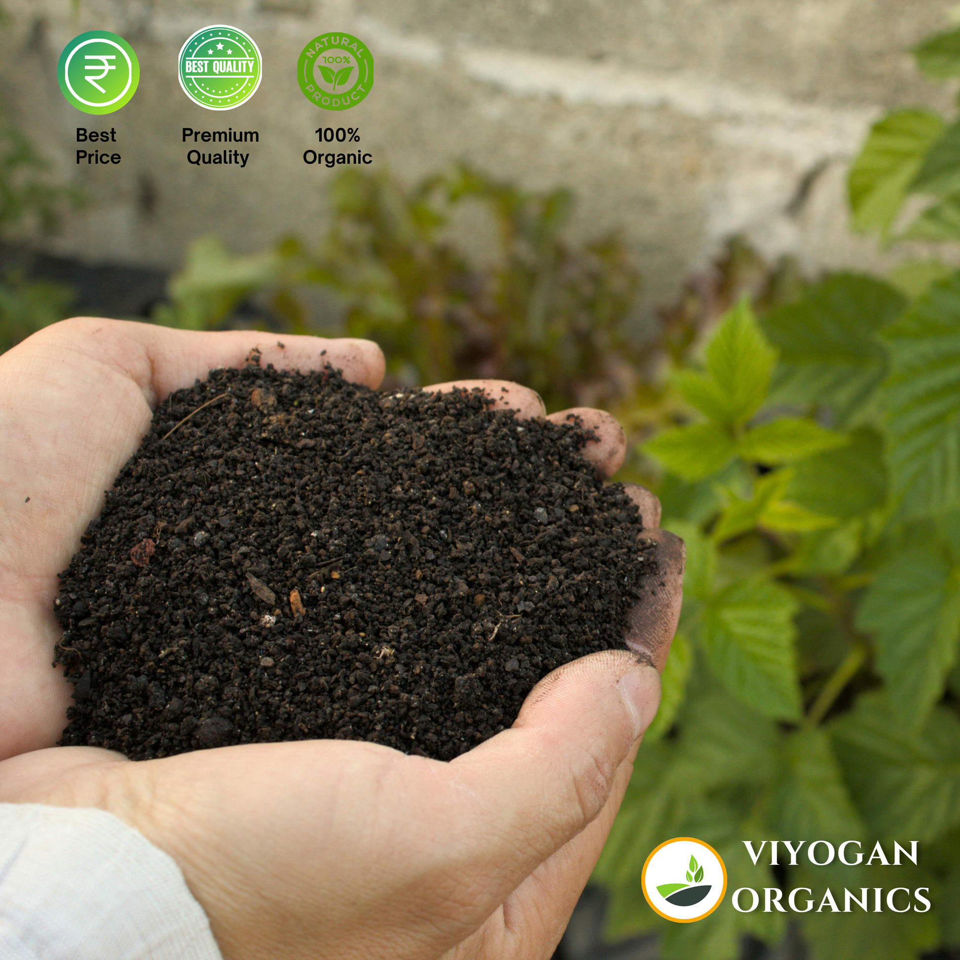 Organic vermi compost using cow dung