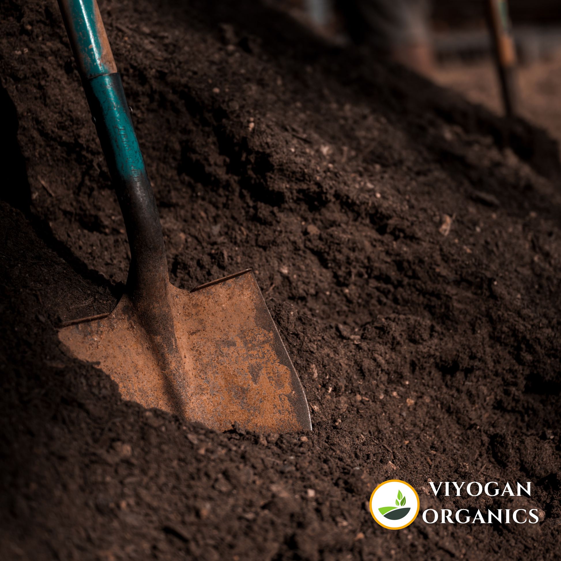 Organic vermi compost using cow dung