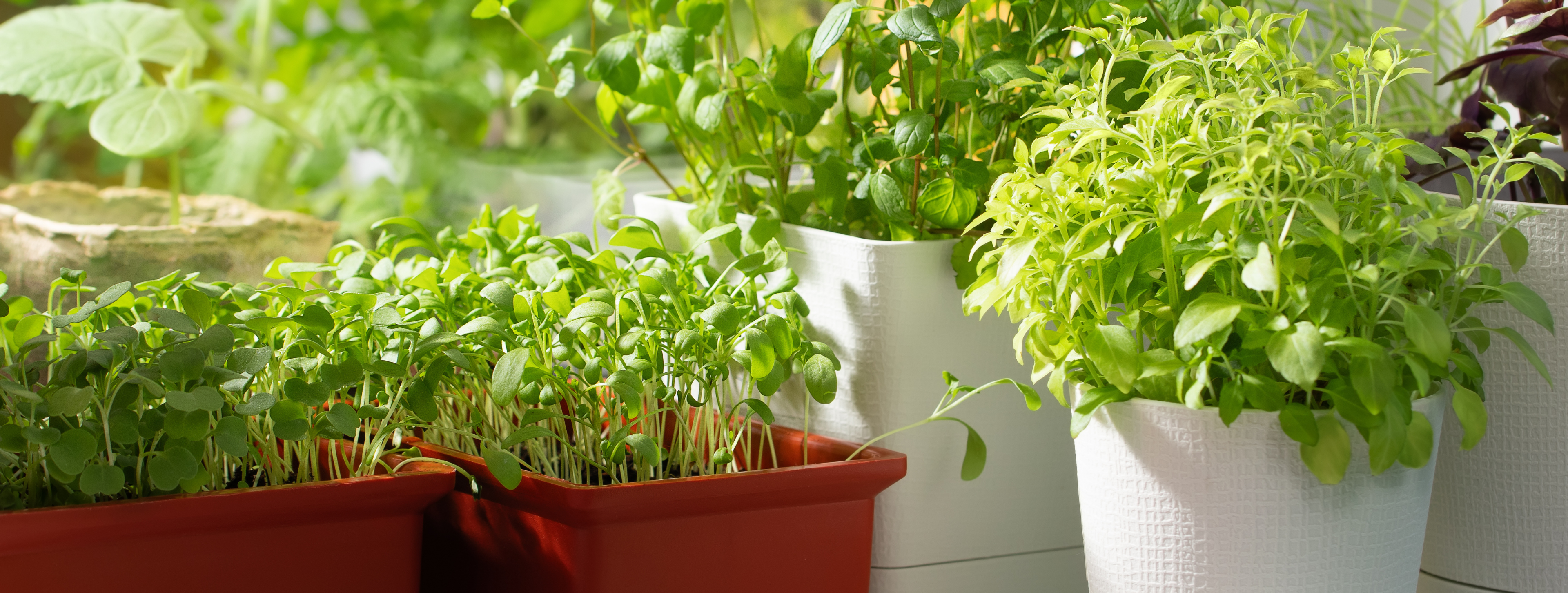 Potted plants on a windowsill with gardening tools.